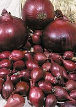 Цибуля саджанка Синя (фр.2) 1кг