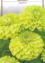 Квіти Цинія Енві 0,3г