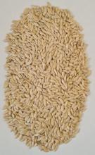 Насіння Огірок Бригадний ваговий 1 кг