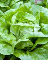 Насіння Салат Годар ваговий 1 кг