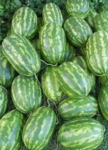 Насіння Кавун Фарао ваговий 1 кг