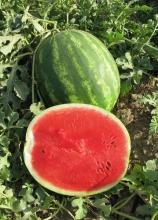 Насіння Кавун Талісман ваговий 1 кг