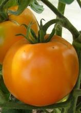 Насіння Томат Хурма ваговий 1 кг