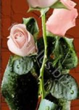 Троянда Евеланж