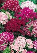 Насіння Квіти Гвоздика турецька вагова 1 кг