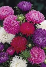 Насіння Квіти Айстра суміш (піоновидна) вагова 1 кг