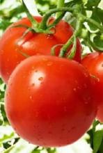 Насіння Томат Загадка ваговий 1 кг