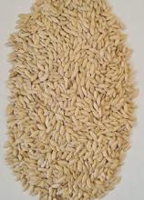 Насіння Огірок Бригадний ваговий 1 кг