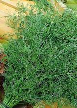 Насіння Кріп Геркулес ваговий 1 кг