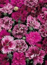 Насіння Квіти Гвоздика китайська вагова 1 кг