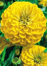 Насіння Квіти Цинія жовта вагова 1 кг