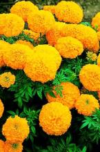 Насіння Квіти Чорнобривці Мандарин вагові 1 кг