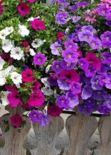 Насіння Квіти Петунія унікум (суміш) вагова 1кг