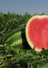 Насіння Кавун АЮ Продюсер ваговий 1 кг