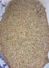 Райграс багаторічний Обрій ваговий 1 кг