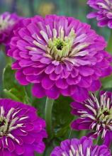 Насіння Квіти Цинія сірєнєва вагова 1 кг