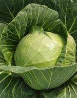 Насіння Капуста Дитмаршер Фрюєр вагова 1 кг