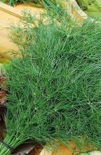 Насіння Кріп Геркулес ваговий 1 кг