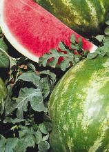 Насіння Кавун Кримсон Світ ваговий 1 кг