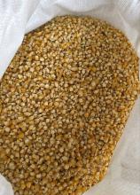 Насіння Кукурудза цукр. Брусниця вагова 1 кг