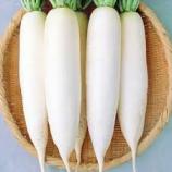 Насіння Редька Дайкон Клик Слона ваговий 1 кг
