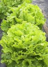 Насіння Салат Сніжинка ваговий 1 кг