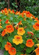 Насіння Квіти Настурція суміш вагова 1 кг
