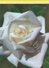 Троянда Ванделла