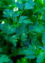 Насіння Петрушка листова Гігантела вагова 1 кг