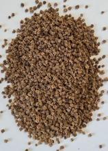 Буряк столовий Кармазін ваговий 1 кг