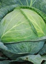 Насіння Капуста Харківська зимова вагова 1 кг