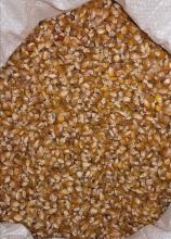 Насіння Кукурудза цукр. Делікатесна вагова 1 кг