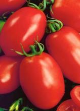 Насіння Томат Новічок ваговий 1 кг