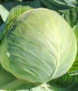 Насіння Капуста Білосніжка вагова 1 кг