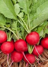 Насіння Редиска Сакса (Польща) вагова 1 кг