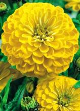 Насіння Квіти Цинія жовта вагова 1 кг