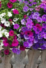 Насіння Квіти Петунія унікум (суміш) вагова 1кг