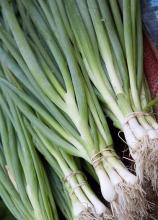 Насіння Цибуля Батун вагова 1 кг