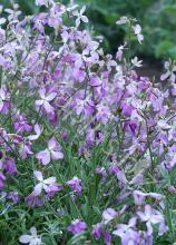 Насіння Квіти Матіола вагова 1 кг