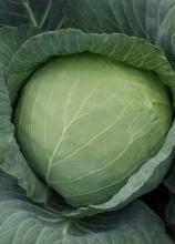 Насіння Капуста Амагер вагова 1 кг