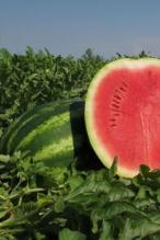 Насіння Кавун АЮ Продюсер ваговий 1 кг