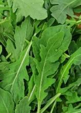 Насіння Салат Рукола вагова 1 кг