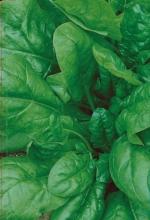 Насіння Шпинат ваговий 1 кг