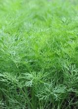 Насіння Кріп Салют ваговий 1 кг