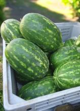 Насіння Кавун Кароліна ваговий 1 кг