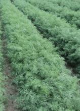 Насіння Кріп Алігатор ваговий 1 кг