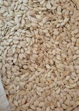 Насіння Гарбуз Стофунтовий на вагу 1кг