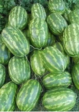 Насіння Кавун Фарао ваговий 1 кг