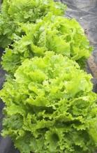 Насіння Салат Сніжинка ваговий 1 кг