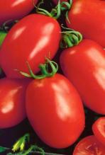 Насіння Томат Новічок ваговий 1 кг